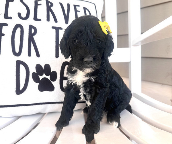 Medium Photo #1 Labradoodle Puppy For Sale in SAFFORD, AZ, USA