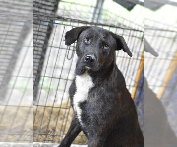 Medium Photo #8 Labrador Retriever-Plott Hound Mix Puppy For Sale in Brewster, NY, USA