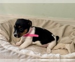 Small Photo #4 Jack Russell Terrier Puppy For Sale in FORT PIERCE, FL, USA