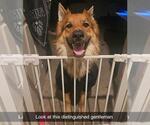 Small #3 German Shepherd Dog Mix