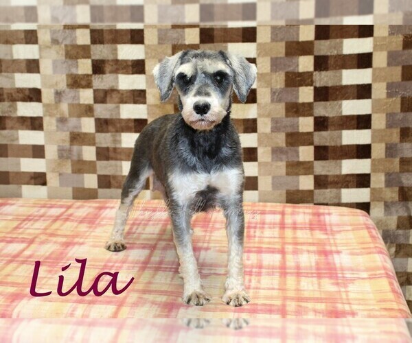 Medium Photo #1 Schnauzer (Miniature) Puppy For Sale in DENVER, PA, USA