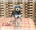 Small Photo #1 Schnauzer (Miniature) Puppy For Sale in DENVER, PA, USA