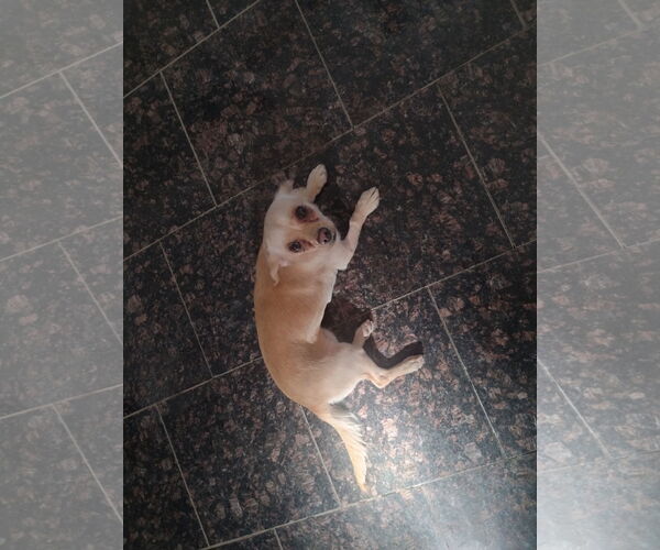 Medium Photo #4 Chihuahua-Unknown Mix Puppy For Sale in Apple Valley, CA, USA