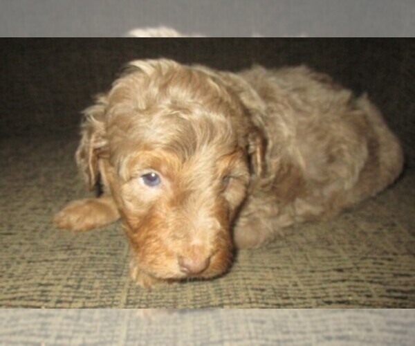Medium Photo #1 Aussie-Poo Puppy For Sale in LINCOLN, AL, USA