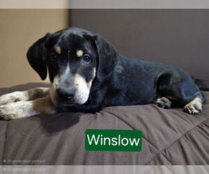 Mutt Dogs for adoption in Mechanicsburg, PA, USA