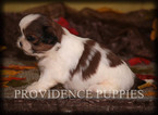Small Photo #2 Shih Tzu Puppy For Sale in COPPOCK, IA, USA