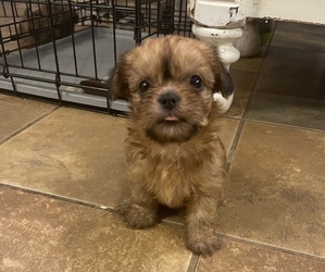 Shiffon Puppy for sale in NEVADA, MO, USA