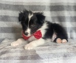 Small Photo #8 Border Collie Puppy For Sale in LAKELAND, FL, USA