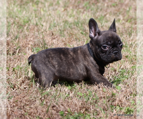 Medium Photo #8 French Bulldog Puppy For Sale in WINNSBORO, TX, USA