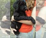 Small Photo #8 Poodle (Standard) Puppy For Sale in BROOKSVILLE, FL, USA