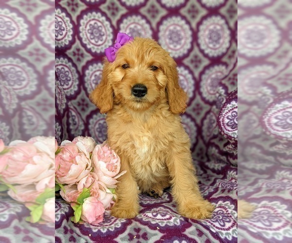 Medium Photo #1 Goldendoodle Puppy For Sale in KIRKWOOD, PA, USA