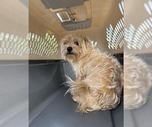 Norfolk Terrier Dogs for adoption in Fort Lauderdale, FL, USA