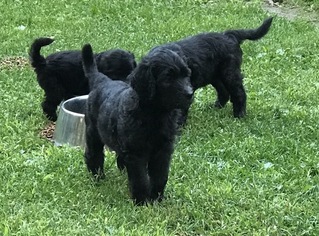 Goldendoodle Puppy for sale in DUANESBURG, NY, USA