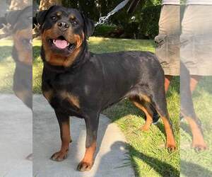 Mother of the Rottweiler puppies born on 02/05/2023