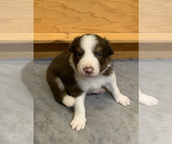 Medium Photo #4 Border Collie Puppy For Sale in MADILL, OK, USA