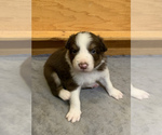 Small Photo #4 Border Collie Puppy For Sale in MADILL, OK, USA