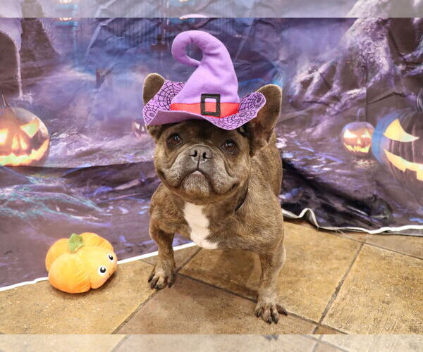Medium Photo #2 French Bulldog Puppy For Sale in Victorville, CA, USA