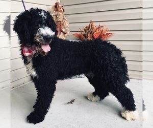 Mother of the Bernedoodle-Poodle (Standard) Mix puppies born on 09/20/2021