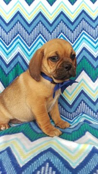 Medium Photo #2 Puggle Puppy For Sale in LANCASTER, PA, USA