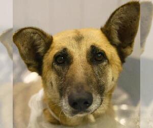 German Shepherd Dog-Unknown Mix Dogs for adoption in San Antonio, TX, USA