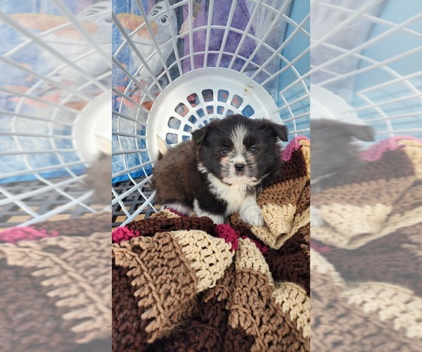 Medium Photo #7 Shiranian Puppy For Sale in GREENWOOD, WI, USA