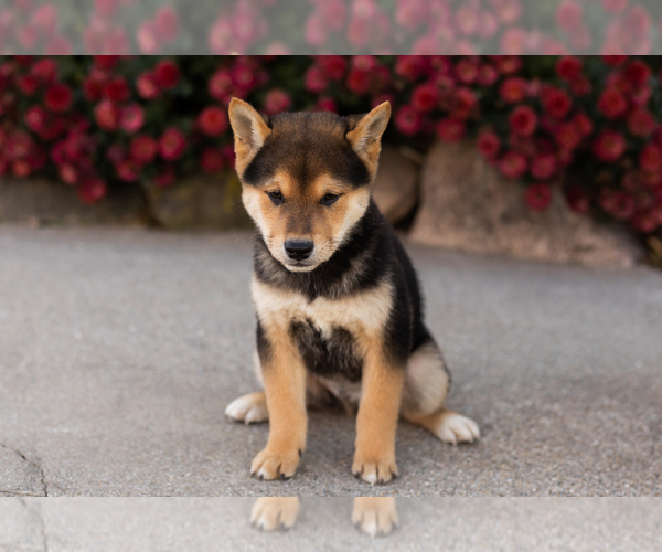 Medium Photo #9 Shiba Inu Puppy For Sale in MILLERSBURG, IN, USA