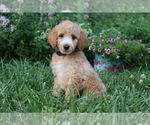 Small Photo #2 Goldendoodle Puppy For Sale in KERNERSVILLE, NC, USA