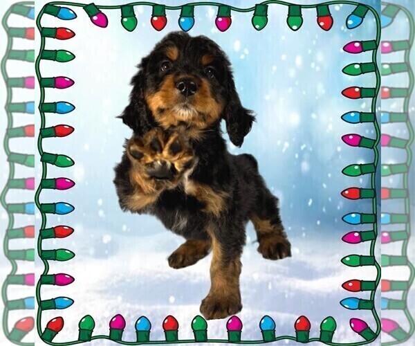 Medium Photo #3 Bernedoodle Puppy For Sale in BLACK FOREST, CO, USA