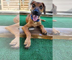 Labrador Retriever-Unknown Mix Dogs for adoption in Oakhurst, NJ, USA