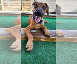 Small Labrador Retriever Mix