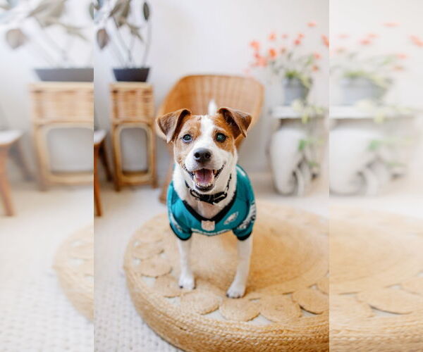 Medium Photo #47 Mutt Puppy For Sale in Philadelphia, PA, USA