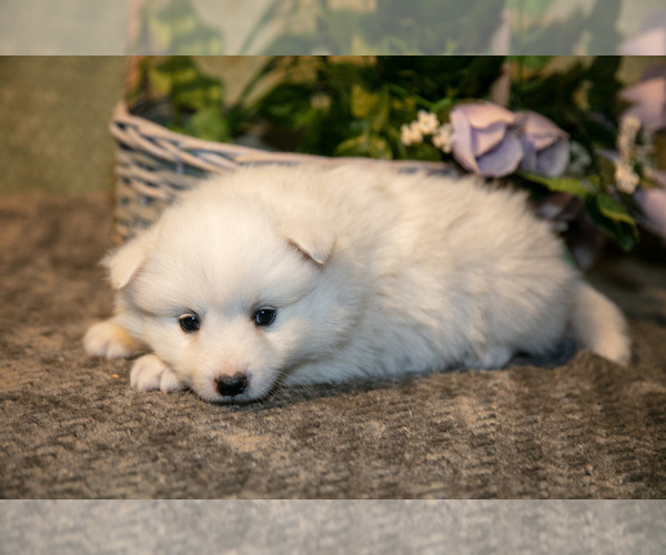 Medium Photo #10 American Eskimo Dog Puppy For Sale in BERNE, IN, USA