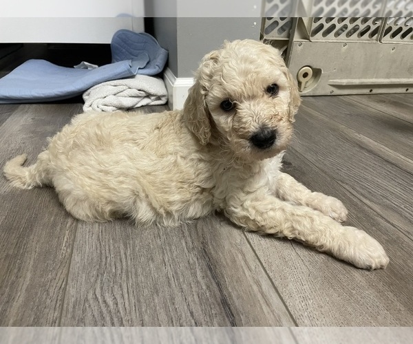 Medium Photo #3 Double Doodle Puppy For Sale in GREENSBURG, IN, USA