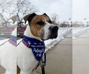 Wally - Male Mutt Dog for Adoption - Photo #6