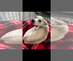 Small #1 Chihuahua Mix