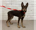 Small Doberman Pinscher-German Shepherd Dog Mix
