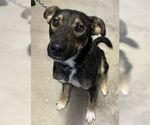 Small #2 German Shepherd Dog Mix