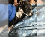 Small #3 Mutt