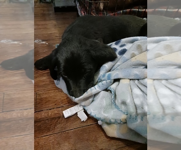 Medium Photo #7 English Cream Golden Retriever-Newfoundland Mix Puppy For Sale in SHEBOYGAN FALLS, WI, USA