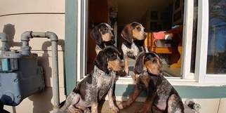 American Blue Gascon Hound Puppy for sale in SAN LUIS, CO, USA