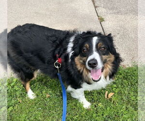 Australian Shepherd Dogs for adoption in St. Louis Park, MN, USA