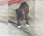 Puppy Puppy 2 Dolly Boxer
