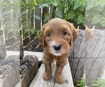 Small Photo #2 Goldendoodle Puppy For Sale in FRESNO, CA, USA
