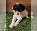Small Photo #7 Poodle (Miniature) Puppy For Sale in FILLMORE, UT, USA