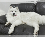 Small Photo #13 Samoyed Puppy For Sale in DALY CITY, CA, USA
