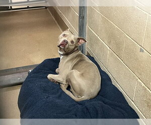 Mutt Dogs for adoption in Martinez, CA, USA