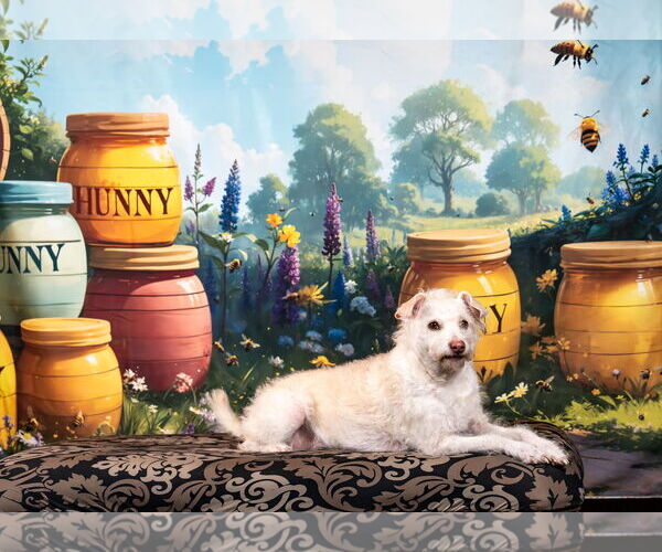 Medium Photo #4 Poodle (Miniature)-Unknown Mix Puppy For Sale in Pittsburg, CA, USA
