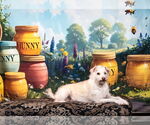 Small #3 Poodle (Miniature) Mix