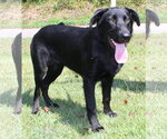 Small #1 Labrador Retriever Mix