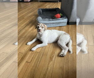 Mutt Dogs for adoption in San Diego, CA, USA